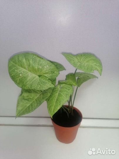 Сингониумы, филодендрон