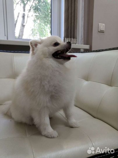 Стрижка кошек и собак выезд на дом