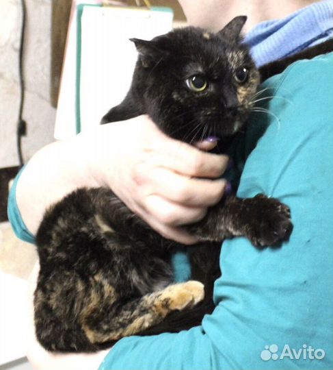 Кошечка Агата ищет свою семью