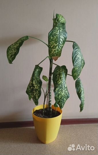 Диффенбахия