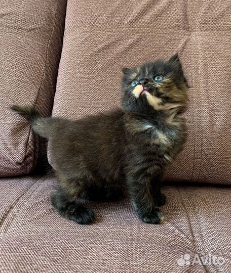 Котята в добрые руки даром