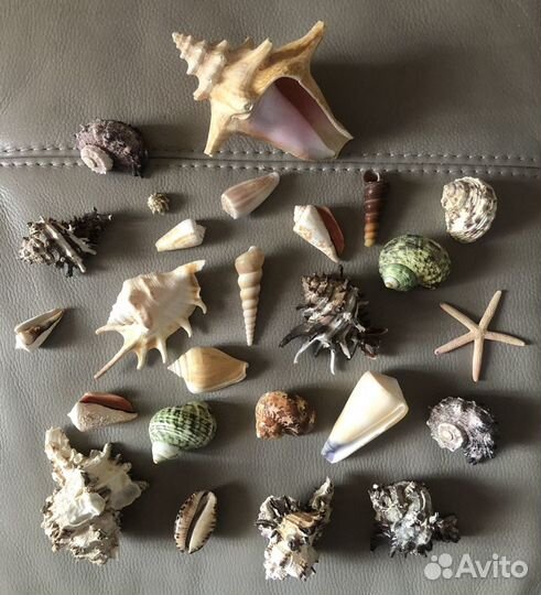 Морские ракушки/ океанские раковины