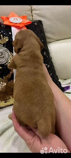 Русский охотничий спаниель щенки