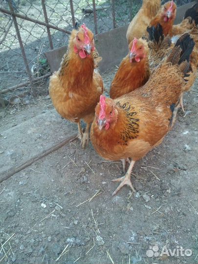 Кучинская юбилейное инкубационное яйцо