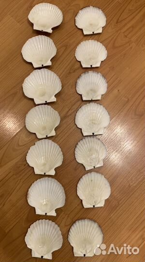 Ракушки морского гребешка