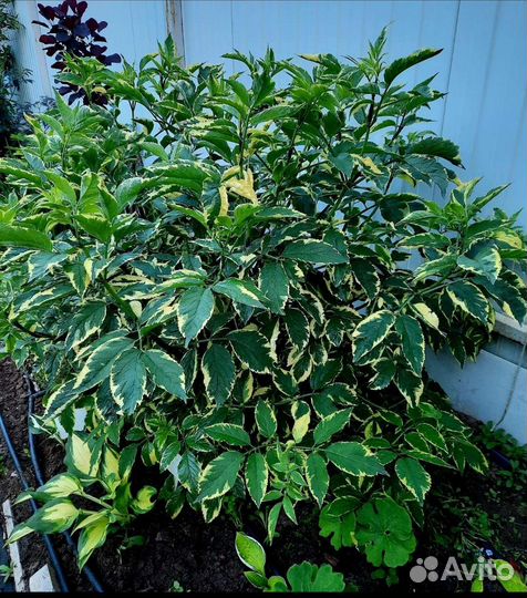 Декоративные кустарники