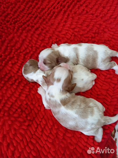 Кавалер кинг чарльз спаниель девочка и мальчик