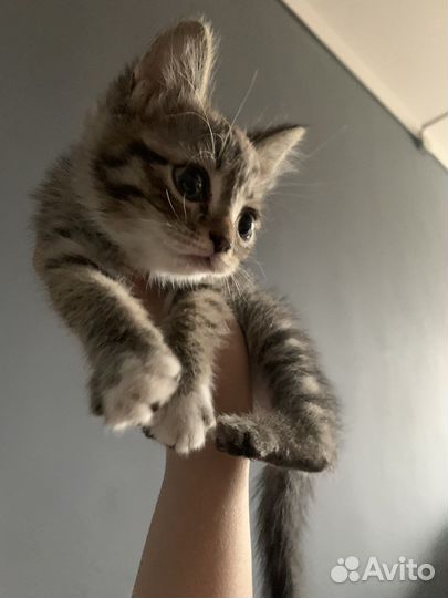 Кошка в дар