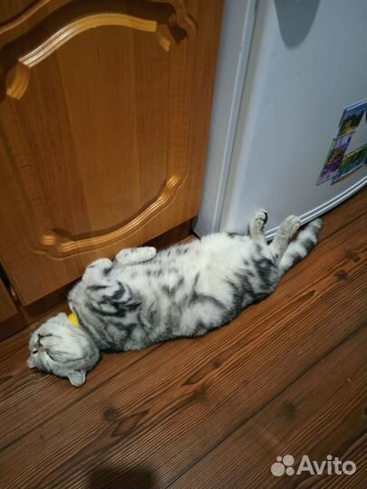 Шотландские прямоухие котята