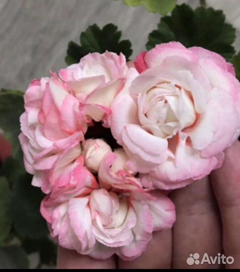 Пеларгония герань сортовая,черенки,70 сортов