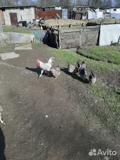 Молодые цыплята