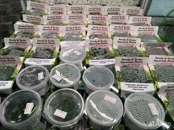 Аквариумные рыбки и растения