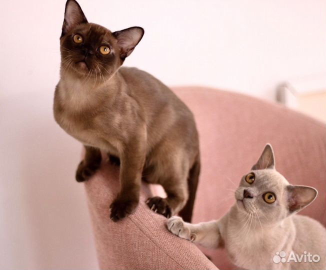 Бурманские котята