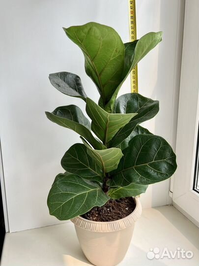 Фикус лирата