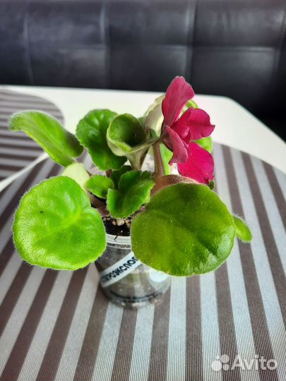 Сортовые фиалки