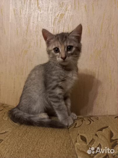 Кошка в дар бесплатно