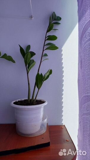 Замиокулькас