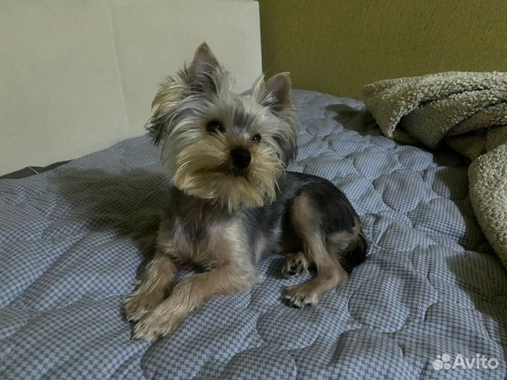 Йоркширский терьер вязка