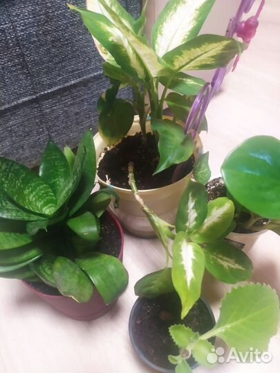 Комнатные растения