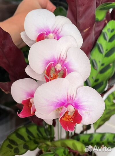 Орхидея фаленопсис