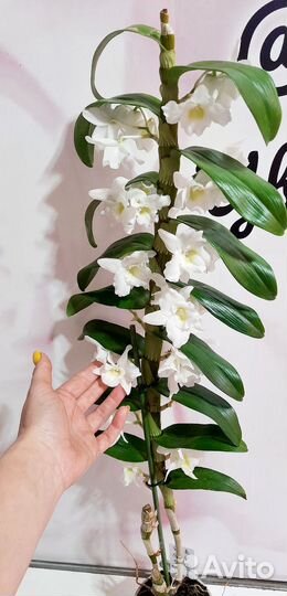 Орхидея дендробиум