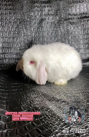 Карликовый вислоухий кролик