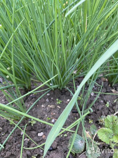 Лук многолетний