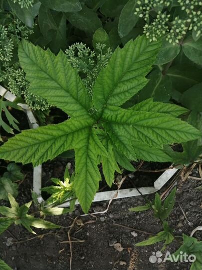 Роза и другие многолетники