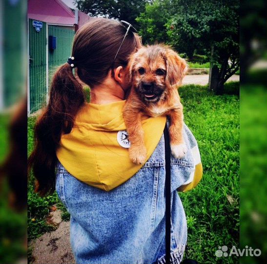 Маленькая собака