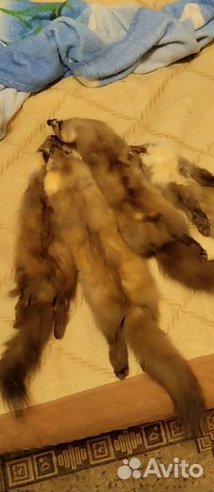 Шкурки куниц