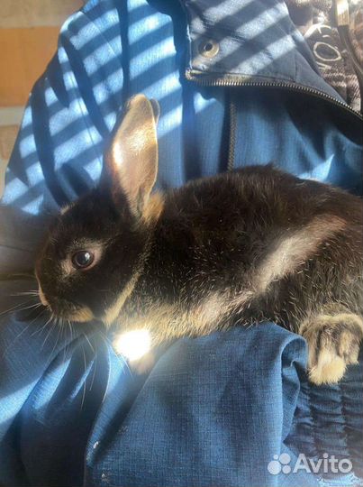 Крольчата декоративные