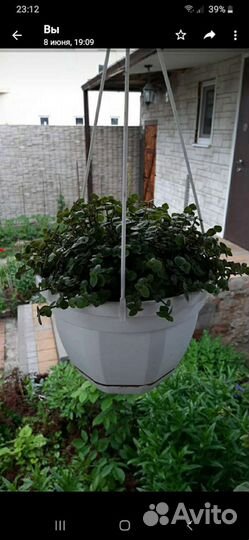 Каллизия, красные тюльпаны