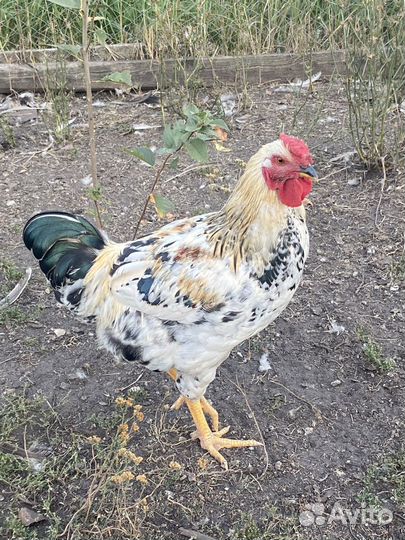 Петухи домашние