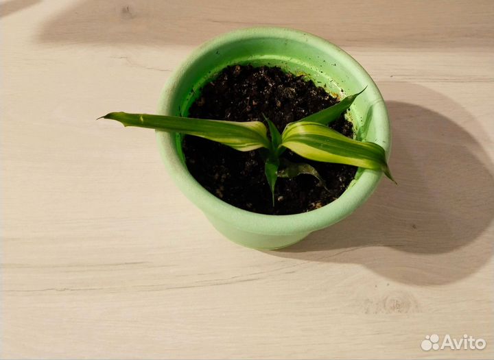 Пальма драцена