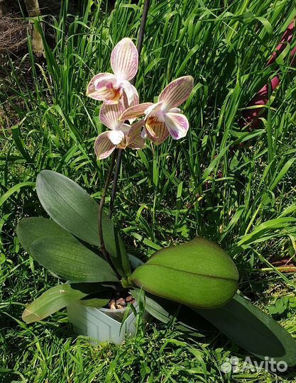 Орхидея Торино, бабулетка