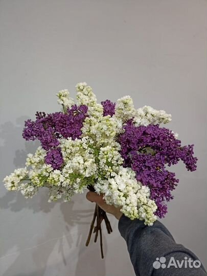 Сирень Букеты ароматной Сирени с доставкой