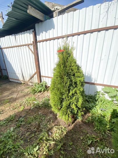 Туя смарагд 135 см