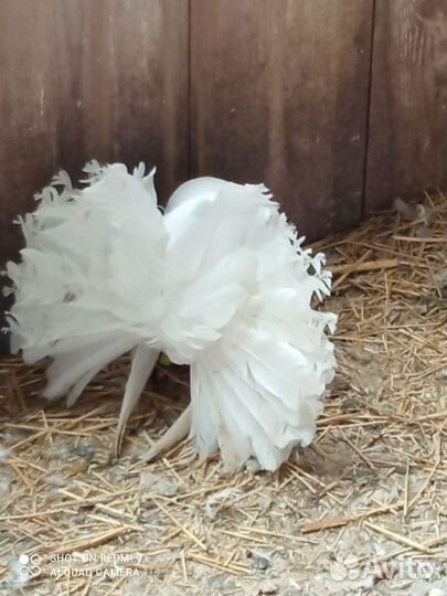 Голуби павлины