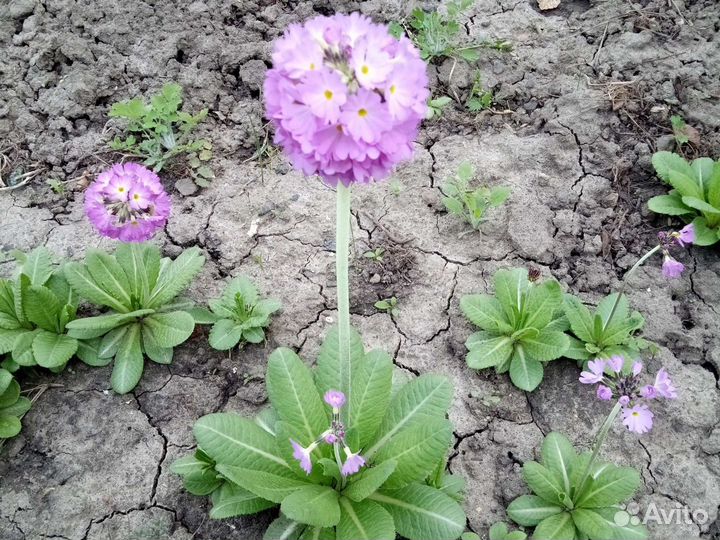 Примула зубчатая