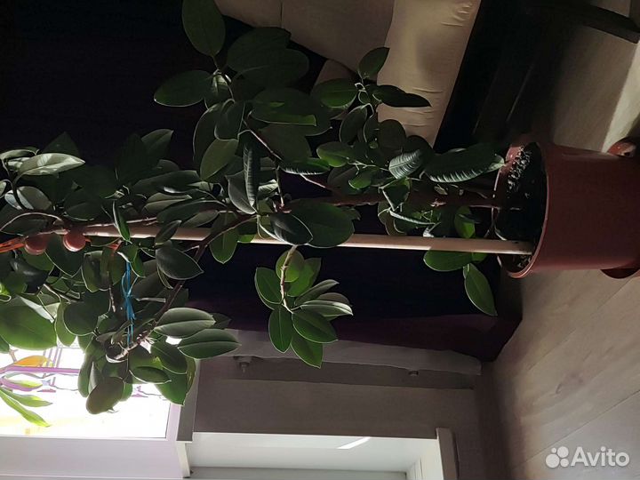 Фикус взрослый с горшком