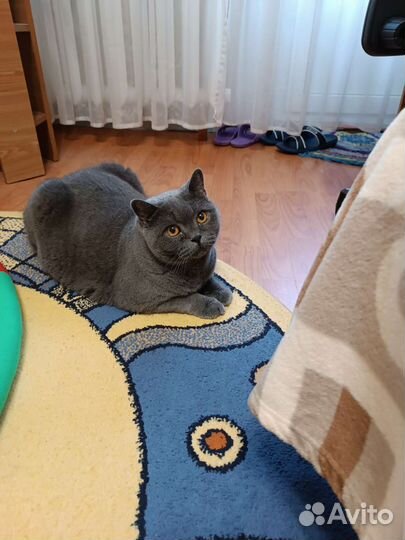 Шотланский кот