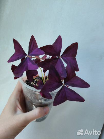 Кислица фиолетовая и зелёная