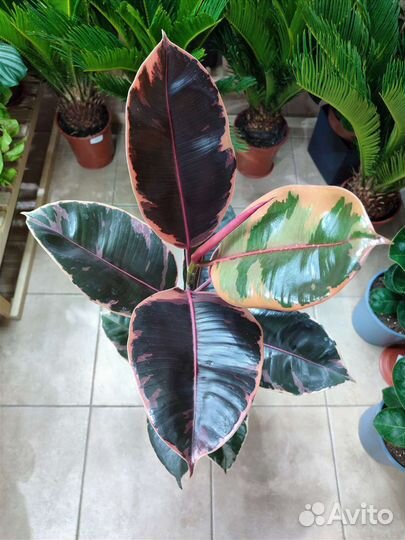 Фикус эластика Belize высотой 88 см