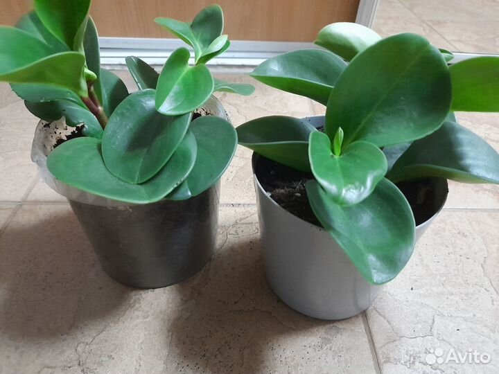 Пеперомия туполистная