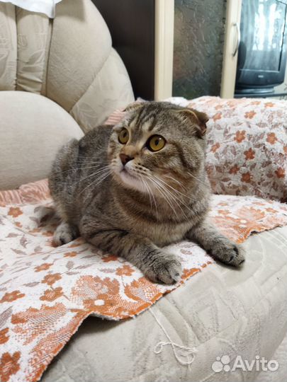 Шотландский кот