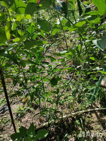 Пассифлора маракуйя