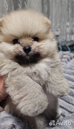 Щенки шпица