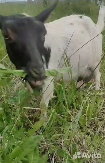 Молоко камерунских коз