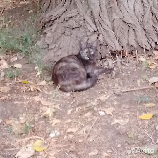 Котейки выбросили