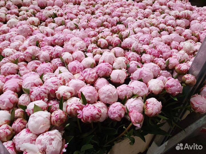 Пионы напрямую из Голландии пионы оптом